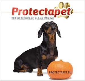 Dachshund Sausage dog with a pumpkin advertising Protectapet pet Healthcare Plans online.